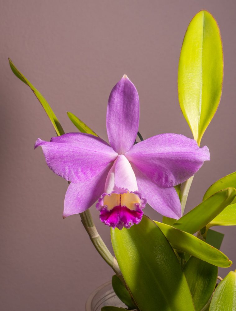 Cattleya pumila × loddigesii