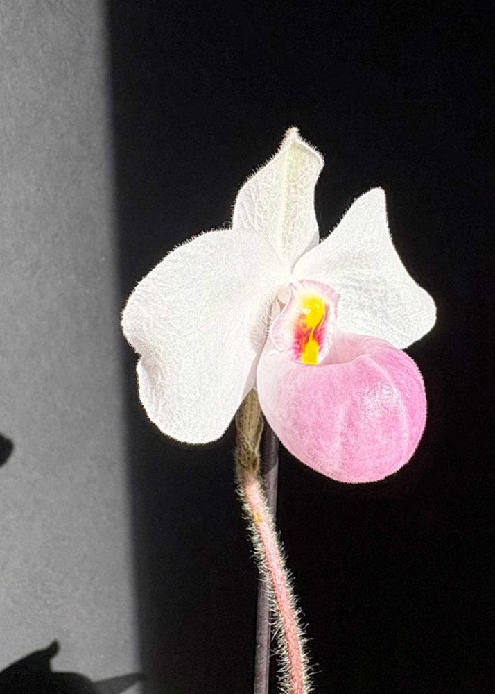 orchidatlas.org