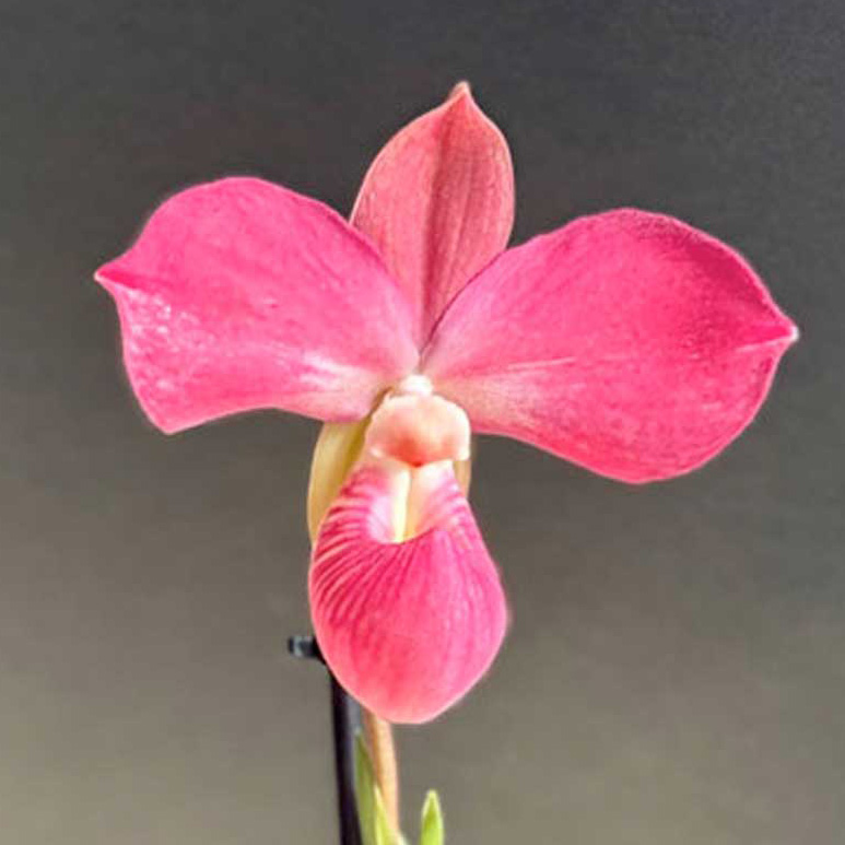 orchidatlas.org